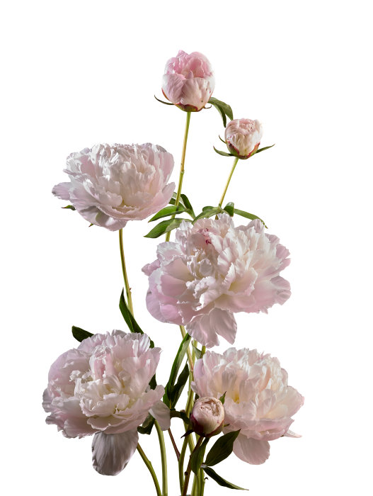 Store Bonderoser/paeonia i 19 cm potte